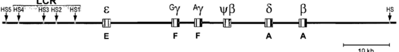 Figure  3:  Le  locus  humain  de  la  ~-globine.  Les  flèches  représentent  les  sites  d'hyper- d'hyper-sensibilité  à  la  DNaseI  (HS)  et  le  LCR  est  identifié  par  un  dégradé  de  gris;  Les  boites  représentent  les  gènes  avec  leurs  exon