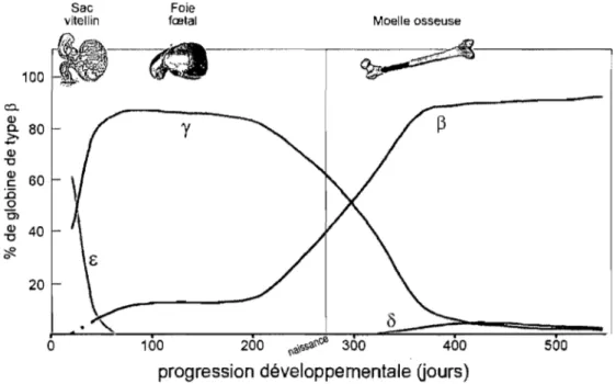 Figure 4:  Commutation de  l'hémoglobine chez l'humain. Adapté de Kitchen et al. 28 