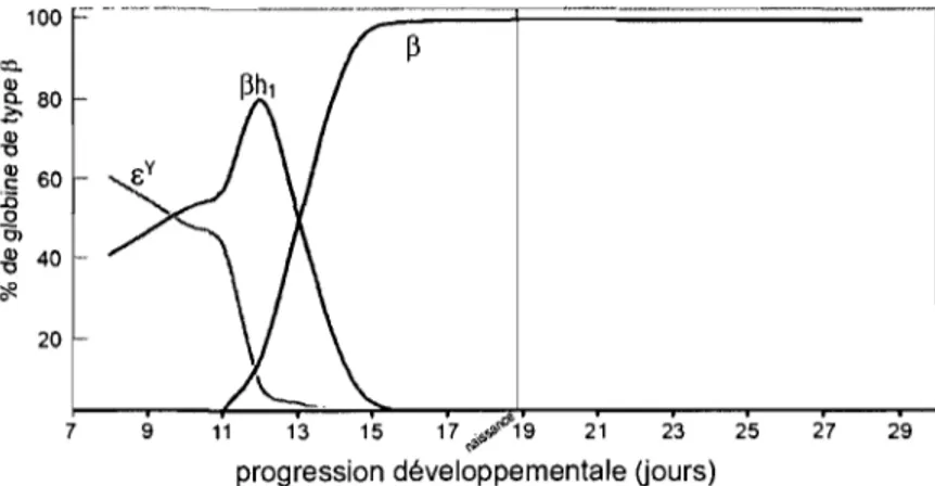 Figure 9:  Commutation de l'hémoglobine chez la souris. Adapté de Peterson  et al. 207 
