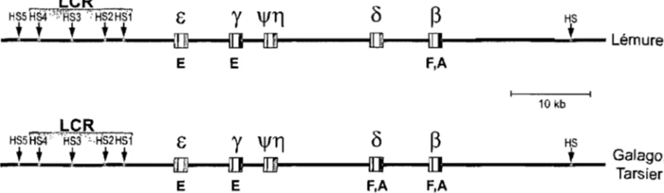 Figure  10:  Le  locus de  la p-globine chez les  prosimiens.  Les  deux  locus typiques retrouvés  chez les simiens sont présentés, celui du lémure et celui retrouvé chez le  galago et le tarsier