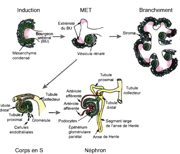 Figure 1-2  : Étapes séquentielJes de la  néphrogenèse 