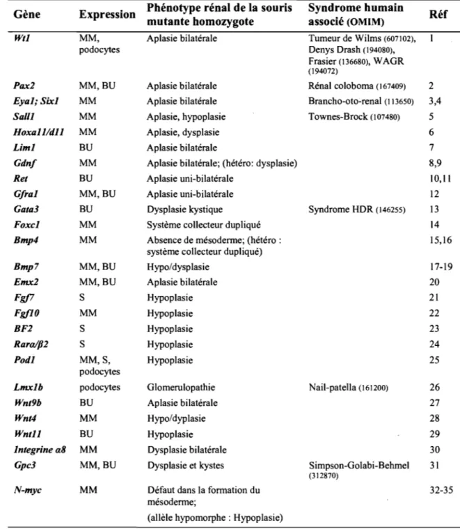 Tableau  1-1:  Phénotypes  ou  syndromes  associés  à  des  mutations  dans  des  gènes  régulateurs du développement rénal 