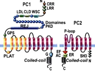 Figure 1-6  : Structure protéique proposée pour la polycystine 1 et 2 (PC1  et PC2) 