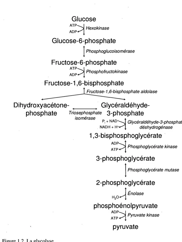 Figure  1.2  La glycolyse.  Pi  +  NAD+  Glycéraldéhyde-3-phosphate Isomerase :1 NADH + H+ déshydrogénase 1,3-bisphosphoglycérate  