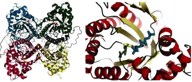 Figure  1.5  Structure tétramérique et du  site actif d'une aldolase de classe 1 en complexe  avec son substrat FBP