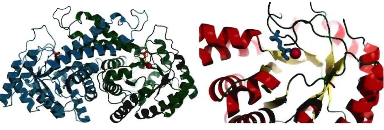 Figure  1.6  Structure dimérique et du  site actif d'une aldolase de classe II en complexe avec  du  zinc et un inhibiteur