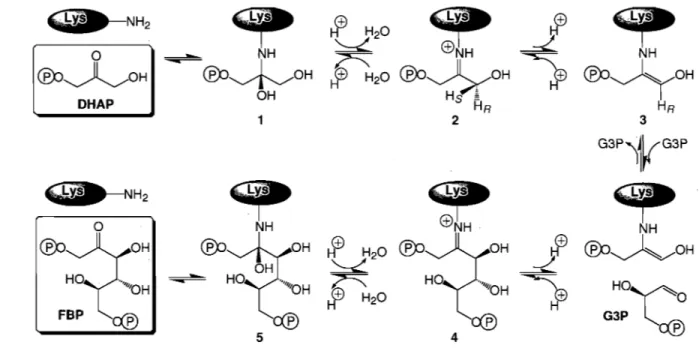 Figure  1.8  Intermédiaires  réactionnels  de  la condensation  aldolique du  DRAP et  G3P par  l'aldolase produisant du FBP