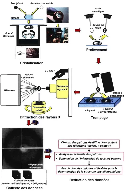 Figure  1.12  Méthodologie: de  la cristallisation aux  données finales  de diffraction