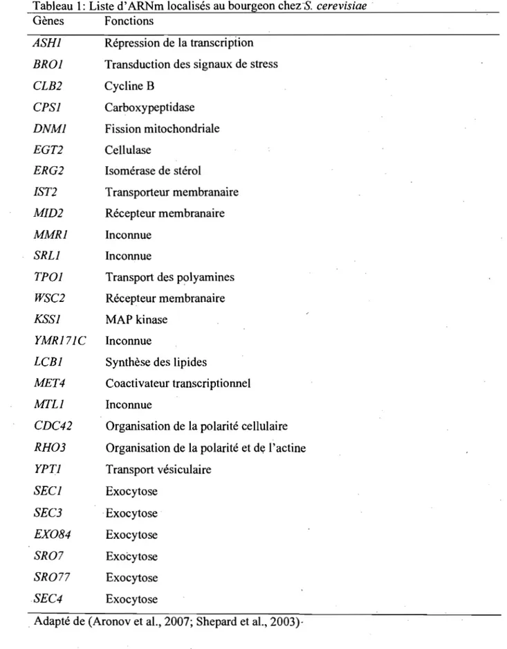 Tableau 1:  Liste d'ARNm localisés au bourgeon chez-s.  cerevisiae 