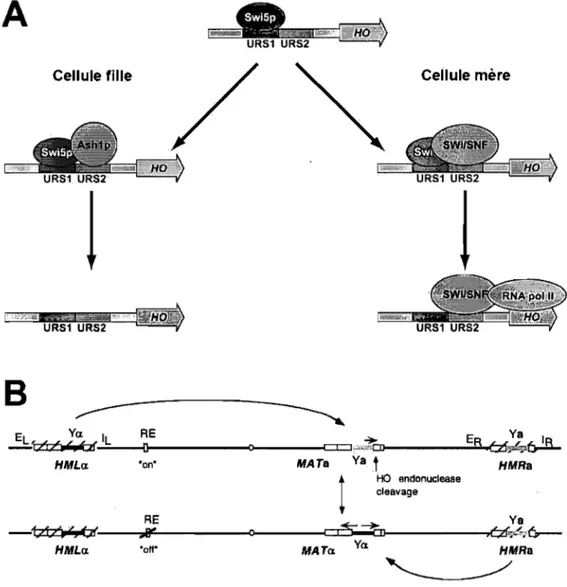 Figure  3 : Régulation  de  l'expression  de  HO par Ash1p  et  du  changement de  type  sexuel  par la protéine Ho