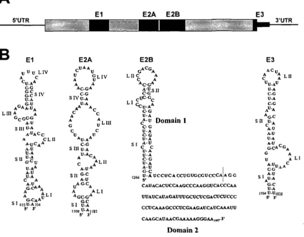 Figure  5 :  Schéma  des  éléments  de  localisation  de  l'ARNm  ASHl  et  de  leur  structure  secondaire