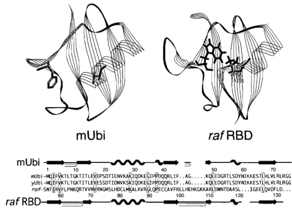 Figure  2-1.  Tertiary  and  secondary  ribbon  structures  of  mUbi  and  raf  RBD  and  their  primary  structure  alignment