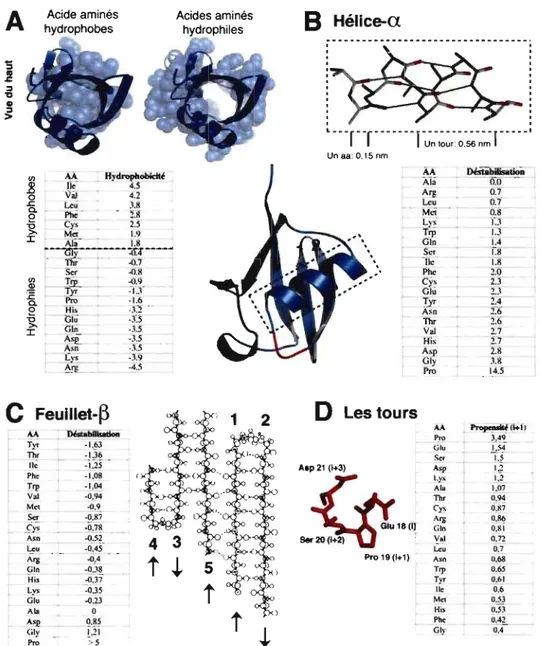 Figure 1-5. Forces et motifs permettant de stabiliser l'état natif des  protéines et propension  des  acides  aminés  à  se  retrouver  à  certaines  positions  (ex:  structure d'ubiquitine -lubq).22  A)  Les  acides  aminés  hydrophobes  d'une  protéine  