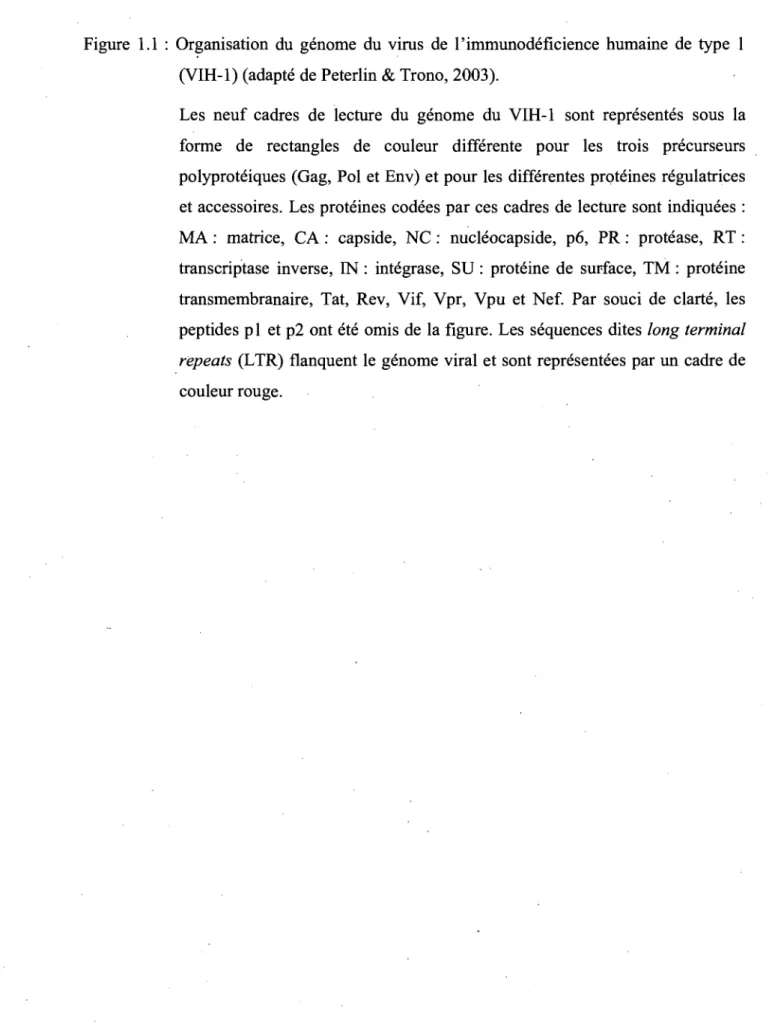 Figure  1.1  :  Organisation  du  génome  du  virus  de  l'immunodéficience  humaine  de  type  1  (VIH-1) (adapté de Peterlin  &amp;  Trono, 2003)