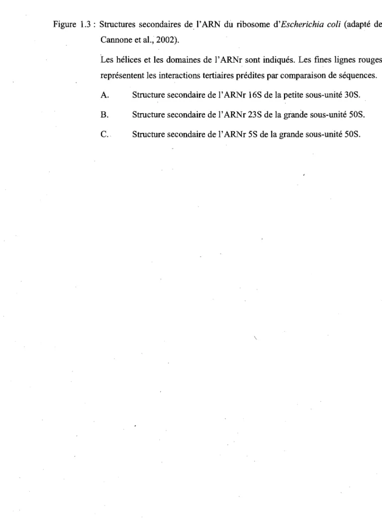 Figure  1.3:  Structures  secondaires  de l'ARN  du  ribosome  d'Escherichia  coli  (adapté  de  Cannone et al., 2002)