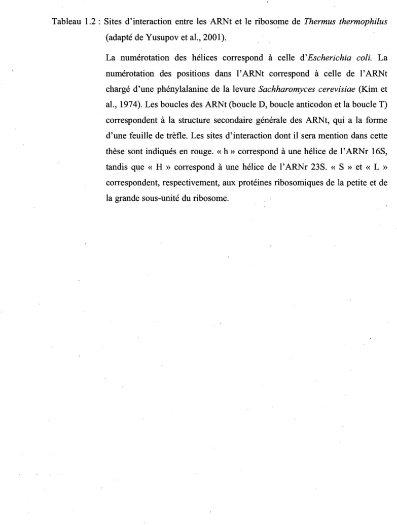 Tableau  1.2 :  Sites  d'interaction  entre  les  ARNt  et  le  riboso~e  de  Thermus  thermophilus  (adapté de Yusupov et al., 2001)