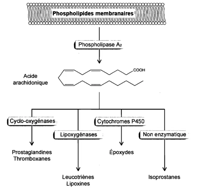 Figure  1.  Synthèse des principaux types d'eicosanoïdes. 
