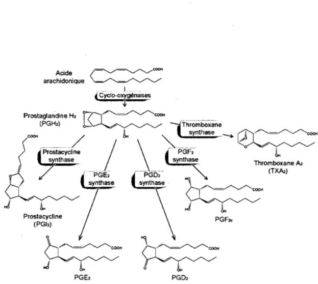 Figure 2. Voie de synthèse des prostanoïdes. 
