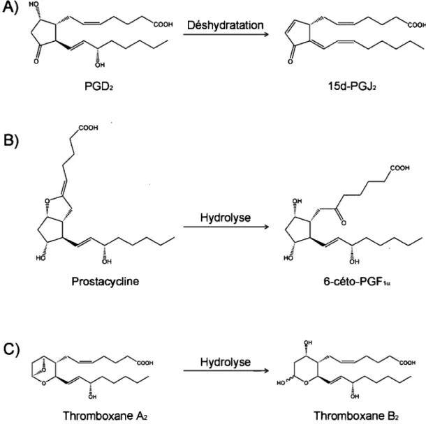 Figure 3. Métabolisme non enzymatique de la PGD2, de la PGh et du TXA2. 