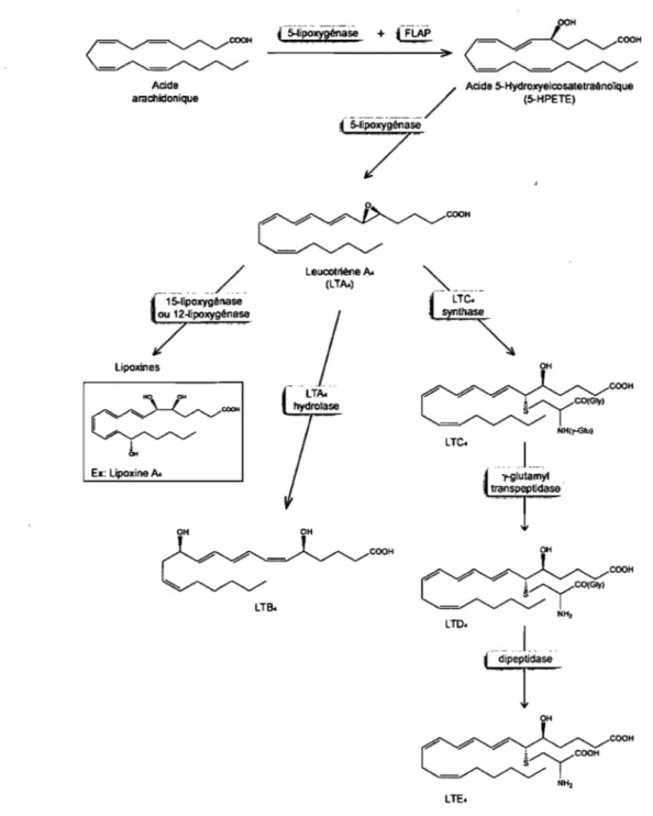 Figure 4.  Voie de synthèse des leucotriènes. 