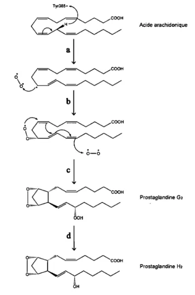 Figure 5. Mécanisme de cyclo-oxygénation de l'acide arachidonique. 