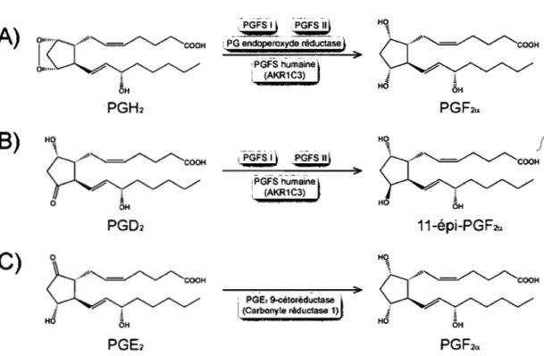 Figure 7.  Voies de synthèse de la  prostaglandine F2.  ~  H~  j  h·-·&#34;~'~COOH  ~ HO 6H 11-épi-PGF2a 