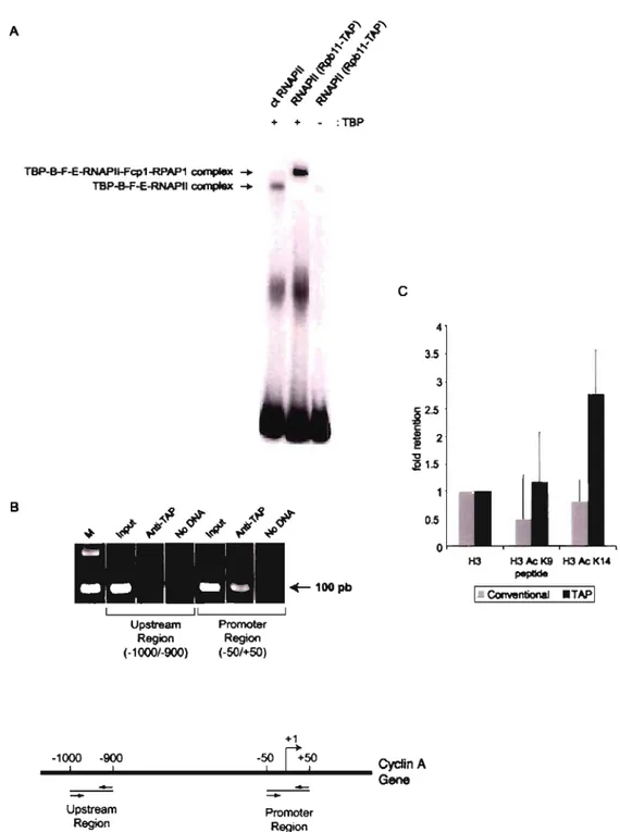 FIG.  4.  TAP-tagged  human  RNAPII  assembles  on  promoter  DNA  both  in  vitro  and  in  vivo  and  binds  to  acetylated  histones