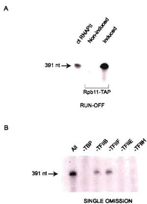 FIG.  5.  TAP-tagged  human  RNAPII  complex  can  initiate  tran- tran-scription  in  vitro