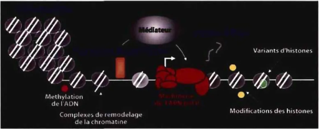 Figure  1 :  Mécanismes  de  régulation  de  l'expression  génique.  Les  facteurs  régulateurs  (en  bleu)  de  la  transcription  par  l'ARN  Pol  Il  sont  représentés  sous  fonne  schématique