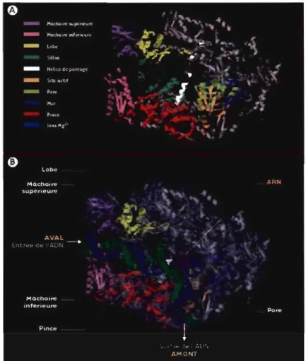 Figure  6 : Structure  cristallographique  de  l'ARN  polymérase  II  de  levure  manquant  Rpb4  et  Rpb7