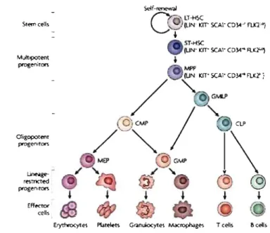 Figure 1: Modèle de  différenciation hiérarchique des CSH en cellules matures et  spécialisées