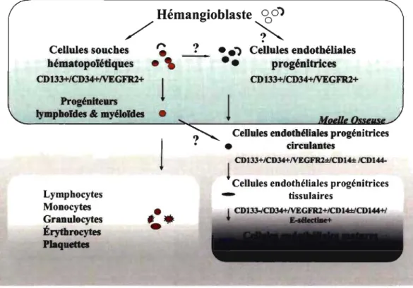 Figure  2:  Cascade  de  différenciation  des  cellules  endothéliales  progénitrices