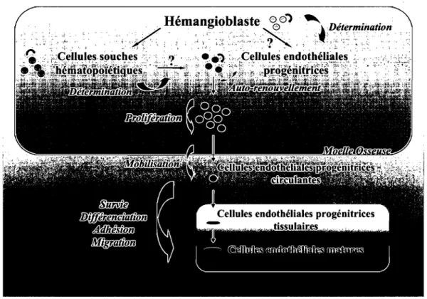 Figure  3 :  Cycle  fonctionnel  des  cellules  endothéliales  pro génitrices.  Afin  d'exercer  leurs  fonctions  vasculoprotectrices,  les  cellules  endothéliales  progénitrices  doivent  cheminer au  cours  d'un cycle fonctionnel  qui  régule  leur rés