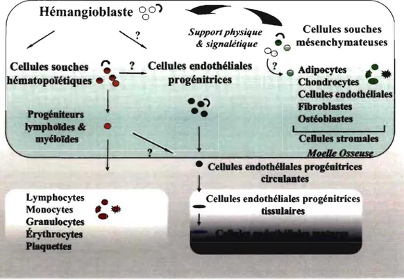 Figure 4 : Niche des cellules souches de la  moelle osseuse.  La  niche des  cellules souches 