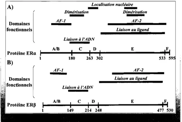 Figure  6:  Structure  des  récepteurs  aux  estrogènes.  Les  récepteurs  aux  estrogènes  a  (ERa)  A)  et  ~ (ER~)  B)  sont composés  de  différents  domaines  fonctionnels  tels  la région  d'activation  transcriptionnelle  AF-l  (AJB),  le  domaine  