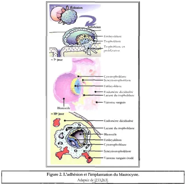 Figure 2. L'adhésion et l'implantation du blastocyste. 