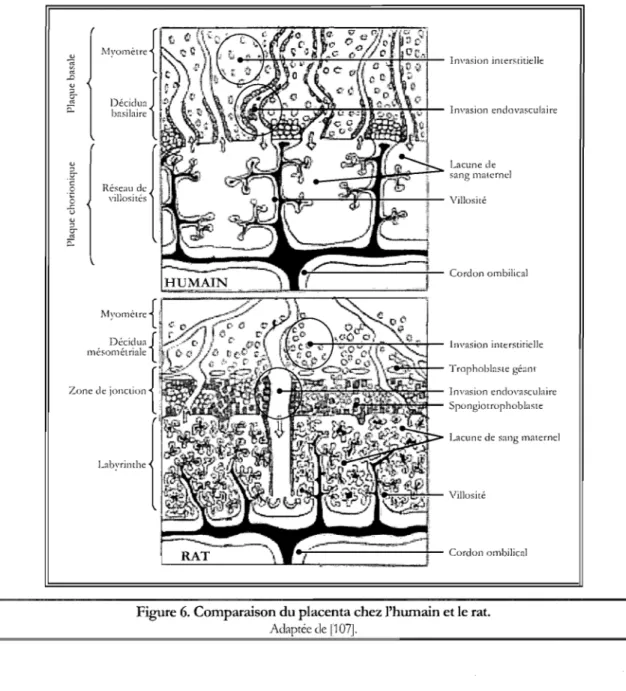 Figure 6.  Comparaison du placenta chez l'humain et le rat. 
