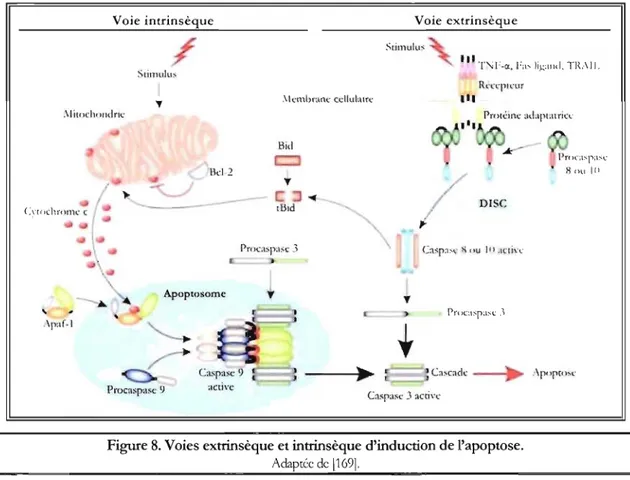 Figure 8. Voies extrinsèque et intrinsèque d'induction de l'apoptose. 