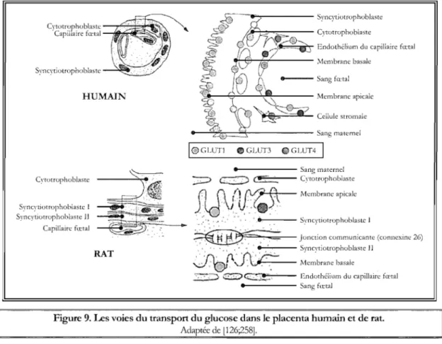 Figure 9.  Les voies du transport du glucose dans le placenta humain et de rat.  Adaptée de  l126;258]