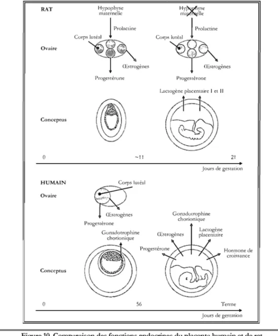 Figure 10. Comparaison des fonctions endocrines du placenta humain et de rat.  Adaptée de  1171]