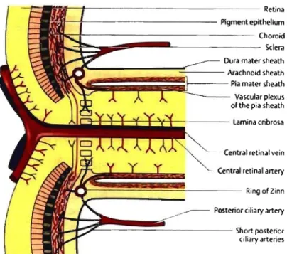 Figure  5 :  Vasculature  of the  optic  nerve  head.  (From  Lang,  GK.  Ophthalmology