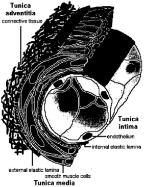 Figure 6:  Blood vessel wall. 