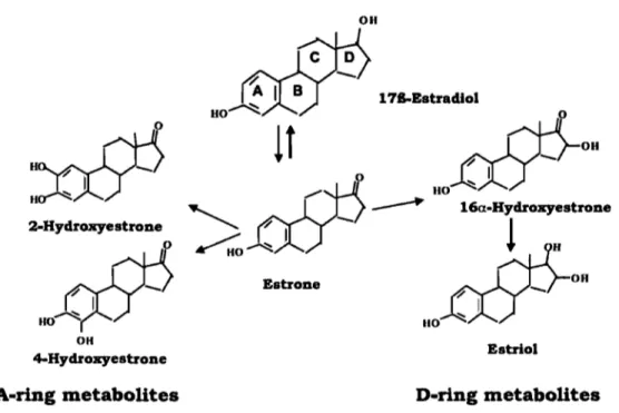 Figure  7:  Chemical  structures  of the  parent hormone  17B-estradiol and  its  main  A- and  D-ring  metabolites,  The  cited  estrogen  metabolites  can  undergo  an  additional  degradation  step  by  conjugation,  either  by  glucuronidation,  sulfation,  or  methylation,  (From Mueck AO,  Seeger H,  Lippert TH,  Estradiol metabolism and  malignant disease, 