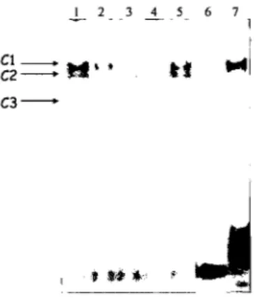 Figure  3,8.  Contrôle  de  liaison  des  facteurs  de  transcription  SpI  et  Sp3.  (1):  sonde  Spi  sauvage  incubée en  présence d'extraits nucléaires HGT-I  ; (2): sonde Spi  sauvage  incubée en  présence  d'extraits  nucléaires  HGT-I  et  de  l'ant