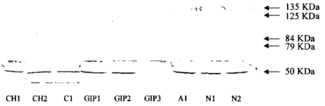 Figure  3,16.  Niveau  d'expression  protéique  du  facteur  de  transcription  Sp3  dans  les  échantillons  de  tissu  surrénalien