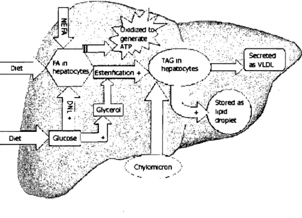 Figure  1.  Métabolisme  lipidique  hépatique.  Les  étapes  identifiées  par  un  +  sont  stimulées  par  l'insuline