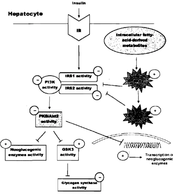Figure 2.  Représentation  schématique des  mécanismes  putatifs  qui  lient  l'accumulation  intra-hépatique de  lipides  et  la  RI  hépatique