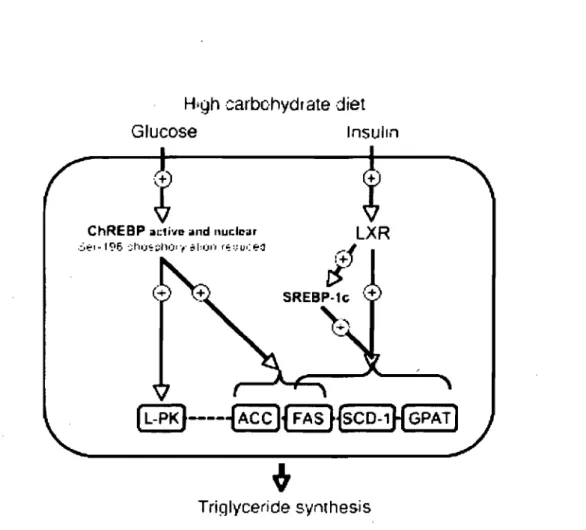 Figure 5.  Rôles  respectifs  de  LXR,  ChREBP  et SREBP-I c  dans  le  contrôle transcriptionnel  de  la  synthèse  des  TAG  dans  le  foie