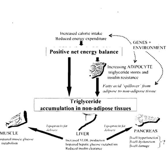 Figure  6.  Une  balance  énergétique  positive  excède  la  capacité  tampon  du  tissu  adipeux  et  entraîne  la  lipotoxicité