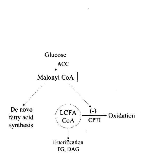 Figure 7.  Distribution  du  malonyl  CoA  et  des  acides gras,  Le  malonyl  CoA  est un  inhibiteur de  la  CPT-l, 